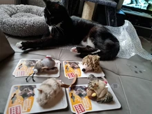 Simulation Bird Mouse Pet Cat Toy Kitten Interactive Training Scratching Toy Feather