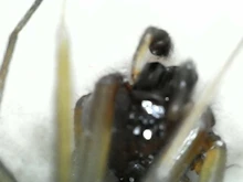 Microscopio Digital portátil con interfaz USB, dispositivo electrónico con 8 LED y soporte, 1600X, 1000X