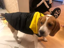 Dog-Jacket Puppy Dogs French Bulldog Waterproof Vest Hoodies Pet-Dog Small Winter Large