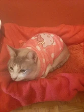 Abrigos para gato y cachorro de dibujos animados, chaqueta de lana cálida para perros pequeños, ropa de Chihuahua, ropa de Yorkshire, Otoño e Invierno