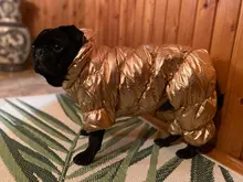 Ropa de abrigo para Perros Bulldog Francés, Ropa de cachorro, Chihuahua, yorkie, abrigo de perrito mascota, chaqueta, perros, mascotas