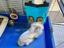 Hay Bag Hanging Pouch Feeder Holder Feeding Dispenser Container for Rabbit Guinea Pig