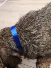 Adjustable Nylon Dog Collars Pet Collars Charm Necklace Collar For Dogs Cat Collars Pet