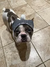 Pet-Hats Dog-Cap Dog-Accessories French Bulldog Small-Dogs Christmas Ball-Headwear Winter