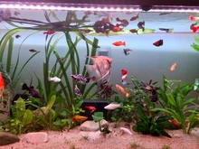 Rings Media Bio-Balls FISH-TANK-FILTER Aquarium Ceramic Activated-Carbon Clear-Water