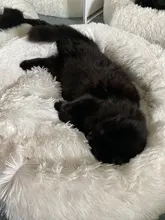 Cushion Nest Sofa Pet-Products Dogs-Basket Cat-House Animals Sleeping Cat Round Plush