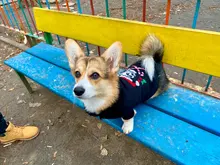 Dog Sweater Coat Clothing Cat-Costume Pet Christmas Halloween for Small Deer Warm