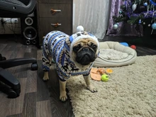 (Rusia aire Express puede pista) suave lana cálida ropa de perro traje de Yorkshire Chihuahua pequeño abrigo para perros