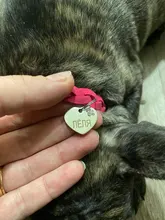 Dog-Collar Engraved Name-Tag Braided Dog Puppy Dogs Small Personalized Free-Bell 