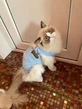 Traje de recuperación quirúrgica para gato, para heridas abdominales, enfermedades de la piel, Collar electrónico, alternativa para gatos, ropa profesional para mascotas después de la cirugía