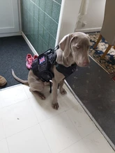 Vest Pouches Pet-Harness Dogs No-Pull Training Molle Military Hiking Tactical Large Medium