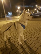 Vest Harnesses Pet-Accessories Husky Adjustable Breast-Band Reflective Large Dog 