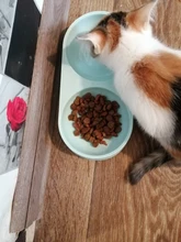 New Cat Dog Double Pet Bowls Feeding and Drinking Bowls Food Water Feeder for Dog Puppy