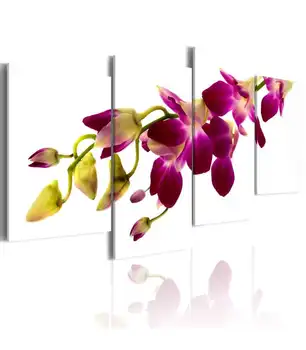 

Box-Brightness orchid