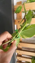 Abrazadera de mimbre Invisible para pared de 20 piezas, gancho adhesivo Invisible para escalada, para plantas