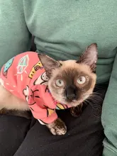 Ropa de gato para gatos, disfraz de gato de invierno, Sudadera con capucha, suéter, ropa de cachorro mascota, productos para gatos