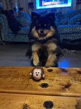 Latex Toy Frog Monkey Squeak Puppy-Bite Pig-Toy Pet-Dogs Chew Animal Cute Head-Shaped