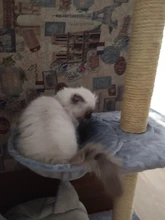 Cat Hammock Pet-Bed Hanging Sleeping-Kennel Install-On-Cat-Tree Soft Plush Dia Big-Capacity