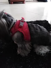 Arnés de pecho para mascotas correa reflectante y transpirable para perro chaleco para perro pequeño estilo verde XL-