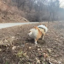 Molle Vest Panels Dog-Harness Dogs Military-Working Training Rubrab Tactical Metal 