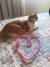 Arnés y correa para cachorros y gatitos, cinturón de tracción ajustable para animales, cuello Halter para gatos y gatitos, sin cartón