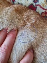 Pluma de Plasma LCD con iluminación LED, máquina láser para eliminación de tatuajes, topos, cuidado facial, eliminación de etiquetas para la piel, eliminación de manchas de verrugas y pecas