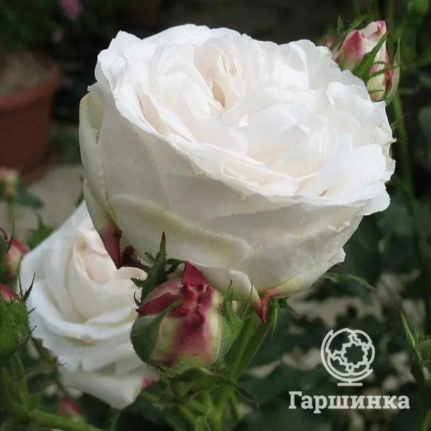 Роза Буль Де Неж Гийо | Дом и сад