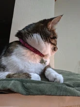 Collar de seguridad para gato, Collar de gatito personalizado de liberación rápida, Collar para gatos con campana para cachorro gatito