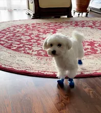 ¡Gran oferta! Zapatos antideslizantes para perros y cachorros, Botas de lluvia protectoras de alta elasticidad, impermeables, S/M/L, suministros creativos para mascotas, 4 Uds.