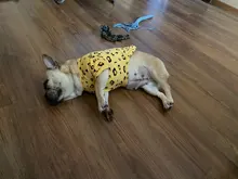 Traje para perros con estampado de animales, abrigo suave de algodón para mascotas, Jersey, camisa, chaqueta, suéter, ropa para mascotas