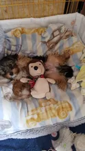 Toys-Set Interactive Christmas Chewers Plush-Toy Squeaky-Toys Dogs Small Bite-Resistant
