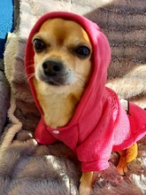Clothing for Dogs Winter Warm Clothes Dog Hoodies Outfit Jacket Clothing for Dogs Chihuahua