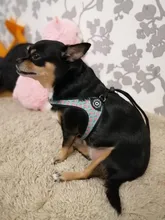 Seat-Belt Harnesses Stunt Puppy Bull Small-Pet Terrier Printed Dogs Chihuahua Shih Tzu