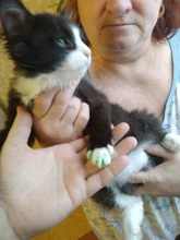 Tapas de uñas suaves para gatos, pegamento adhesivo 5x, aplicador 5x, XS, S, M, L, cubierta, gato, pata, garra, zot, 100 Uds.