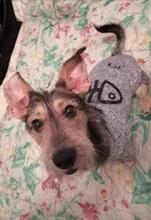 Sweatshirt Coat Puppy Yorkies Dog Chihuahua Cotton Fish-Bone-Print for Small Cats Cozy