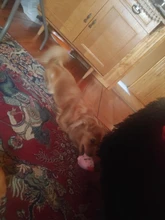 Pet-Supplies Dog-Toys Puppy-Training-Toy Carrot Dog Chew Plush-Squeaky-Bone Soft Banana