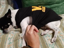 Puppy Shirt Teacup Dog-Vest Yorkie-Bulldog Dogs Pawstrip Summer Pet Small for Teddy