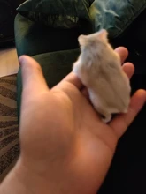 Hámster pelota de ejercicio hámster bola de cristal 6,3 pulgadas claro hámster corriendo bola mascota de juguete