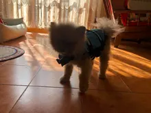 Chaleco Salvavidas para perro, chaqueta Salvavidas para mascota, ropa de seguridad, traje de baño para mascotas, Chaleco de seguridad para verano
