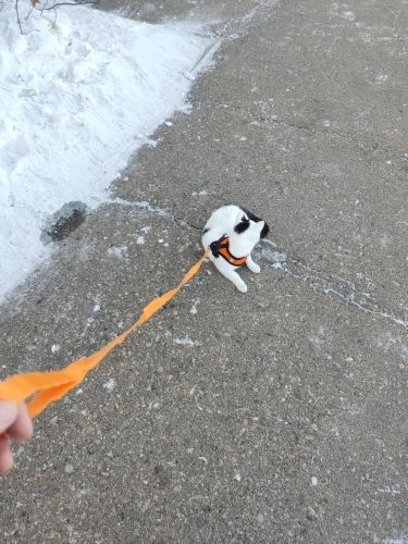 Harness Adjustable Vest For Medium Pet photo review