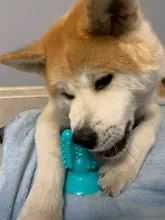 Dental Chew Toys for Dogs Healthy Fresh Puppy Teeth Cleaning Brush Cactus Large Breed