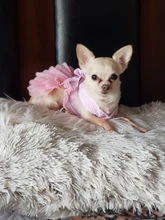 Dress Sling Puppy-Costume Pet-Dog Lace Small Dog Wedding for Party Birthday Bowknot