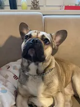 Punta de pata 5 tamaño fuerte Collar para perro con cadena nombre ID grabado cachorro Chihuahua, Pitbull pequeña mascota grande Collar de perro lleva