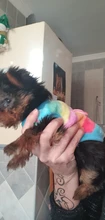 Chaleco abrigado para cachorro, con dibujos animados, en 12 colores, para perro chihuahua, bulldog francés o perros pequeños, de invierno