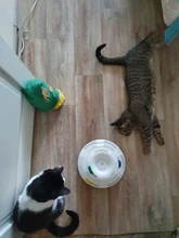 Ball Cat-Toys Play Cat Intelligence Tower-Tracks-Disc Training Amusement-Plate