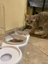 Gato tazón de comedero de perro y gato de la comida con fuente de agua doble tazón bebiendo planteado soporte platos hondos para gatos
