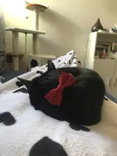 Encantador Collar de perro ajustable resistente al desgaste de Nylon Arco-Diseño de nudo Collar para mascota para la vida diaria gato ajustable Collar
