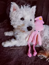 Calamar bonito y pequeño sonido de juguete de perro BB, mascota de peluche, cuerda de perrito, mordedores de juguete con sonido rosa para gato