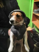 Winter Warm Pet Dog Clothes Hooded Thick Cotton Cat Puppy Dogs Coat Jackets S-XXL