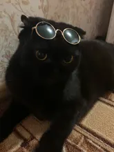 Productos para mascotas encantador redondo Vintage gato gafas de sol reflejo ojo gafas para perro pequeño gato accesorios fotos de mascotas accesorios